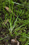 Blackfoot quillwort